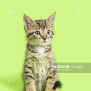 _RI_6842 Royalty Free Stock Photo of a Tabby Kitten green background.