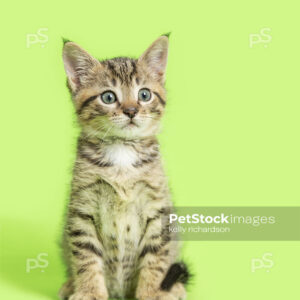 _RI_6843 Royalty Free Stock Photo of a Tabby Kitten funny face green background.