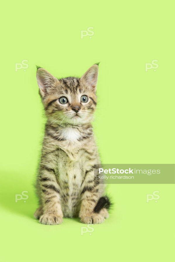 _RI_6843 Royalty Free Stock Photo of a Tabby Kitten funny face green background.