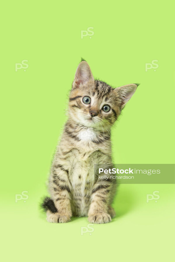 _RI_6844 Royalty Free Stock Photo of tabby kitten green background.