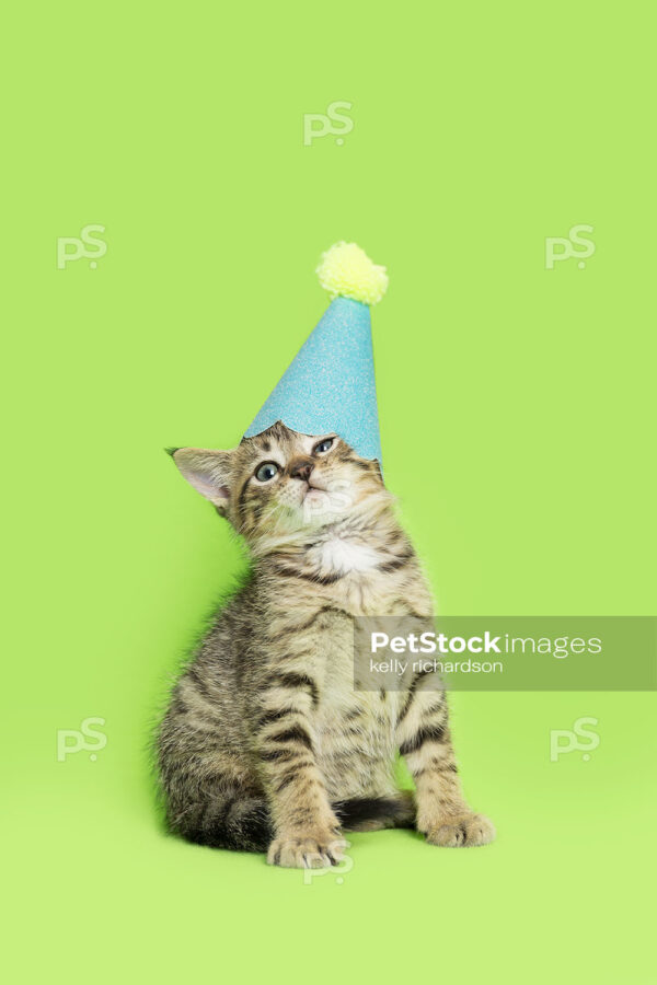 _RI_6848 Royalty Free Stock Photo of a Tabby Kitten wearing a blue and yellow birthday party hat, green background.