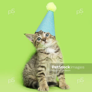 _RI_6849 Royalty Free Stock Photo of a Tabby Kitten wearing a blue and yellow birthday party hat, green background.