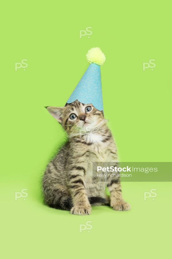 _RI_6849 Royalty Free Stock Photo of a Tabby Kitten wearing a blue and yellow birthday party hat, green background.