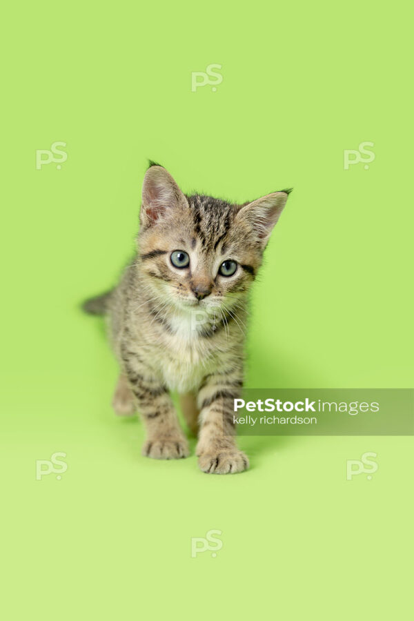 _RI_6856 Royalty Free Stock Photo of a Tabby kitten walking forward, green background.