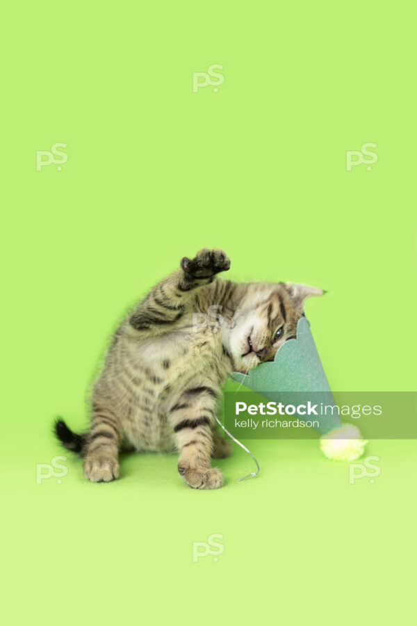 Kitten fighting with birthday party hat, green background.