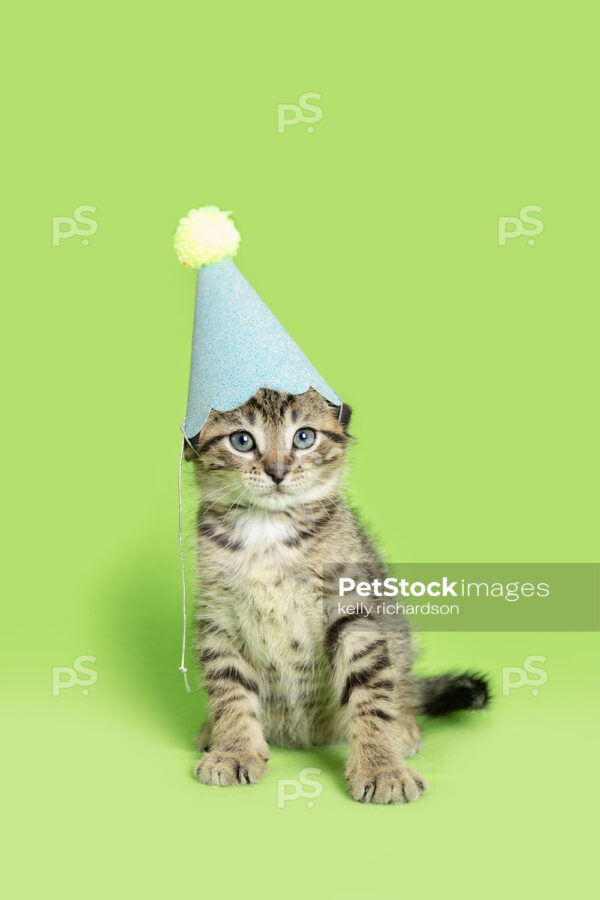 Royalty Free Stock Photo of a Tabby Kitten wearing a blue and yellow birthday party hat, green background.