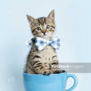 Tabby kitten in blue coffee cup, wearing a blue plaid bow tie, blue background.