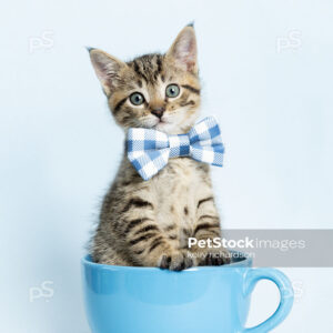 Tabby Kitten in a blue coffee cup, wearing a blue plaid bow tie, blue background.