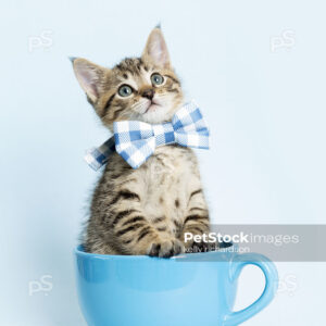 Tabby Kitten in a blue coffee cup, wearing a blue plaid bow tie, blue background.