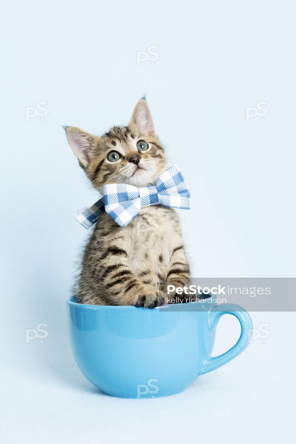 Tabby Kitten in a blue coffee cup, wearing a blue plaid bow tie, blue background.