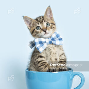 Tabby Kitten in a blue coffee cup, wearing a blue plaid bow tie, blue background.