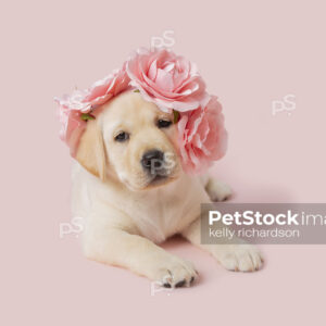 Royalty Free Stock Photo of a yellow Labrador Retriever puppy wearing pink rose flowers on head, pink background.