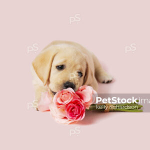 yellow Labrador Retriever puppy chewing and playing with a flower bouquet of pink roses, pink background.