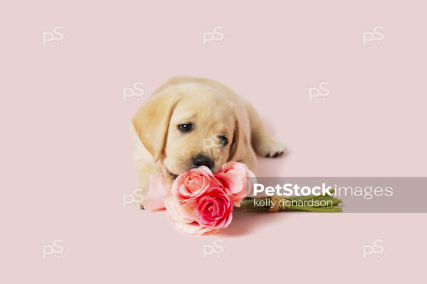 yellow Labrador Retriever puppy chewing and playing with a flower bouquet of pink roses, pink background.