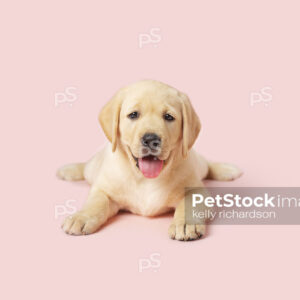 Stock Photo of a yellow Labrador Retriever puppy smiling, pink background.