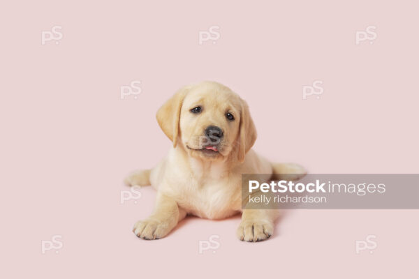 Photo of a yellow Labrador Retriever puppy smiling, pink background.