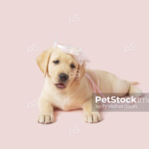 Yellow Labrador Retriever Puppy wearing pink flower girl crown, pink background.