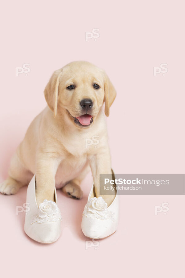 Yellow Labrador Retriever Puppy wearing white wedding princess shoes, pink background.