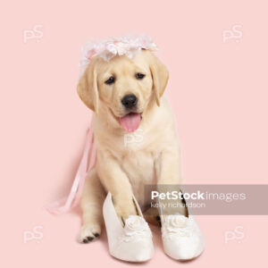 Royalty Free Stock Photo of a Yellow Labrador Retriever Puppy wearing wedding flower head dress and wedding princess shoes, pink background.