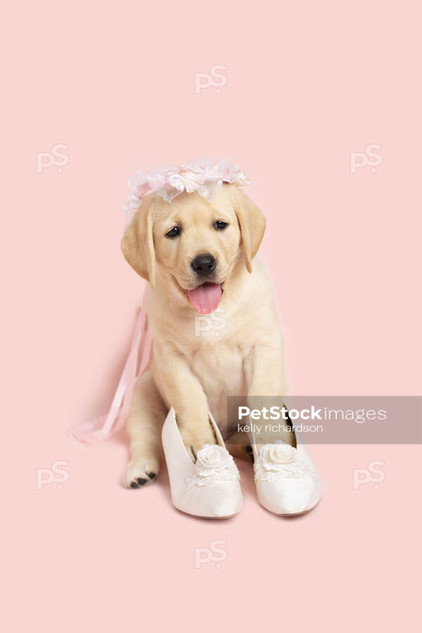 Royalty Free Stock Photo of a Yellow Labrador Retriever Puppy wearing wedding flower head dress and wedding princess shoes, pink background.