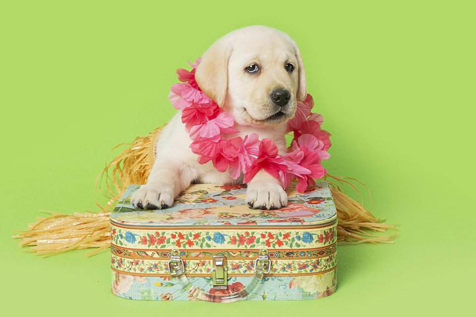 Adorable yellow labrador puppy dressed up for occasion and holidays.