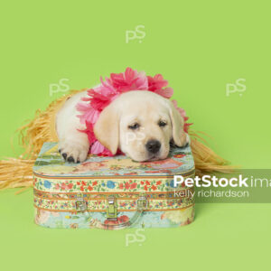 Yellow Lab Hawaiian Puppy wearing grass skirt, luau lei on a suitcase ready for vacation, green Background.