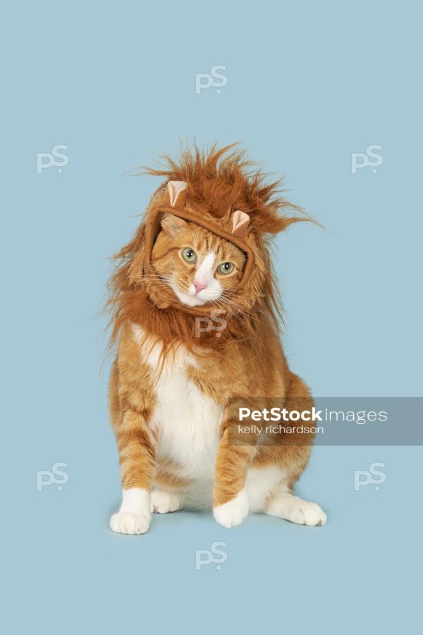 Orange and white grown cat wearing a funny Halloween costume lion hat, blue background.