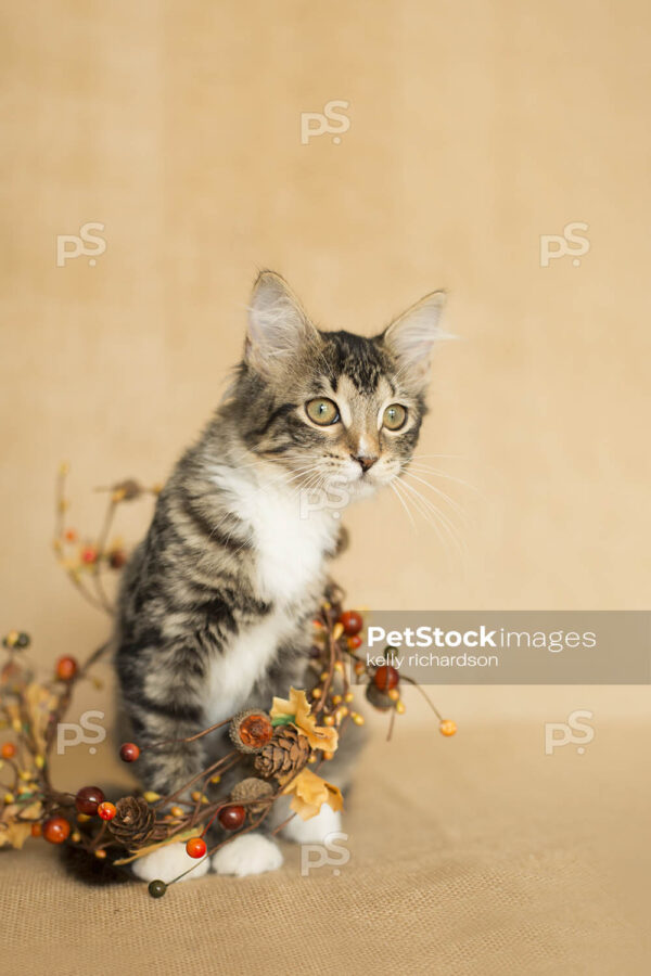 Brown and white tabby Kitten tangled up in fall decoration: fall leaves, pine cones, and berries, burlap brown background.