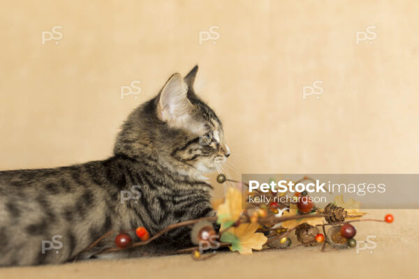 Profile view of a Brown and white tabby Kitten playing with fall decoration: fall leaves, pine cones, and berries, burlap brown background. Max file 5760 x 3840 size pixels.