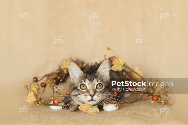 Brown and white tabby Kitten tangled up in fall decoration: fall leaves, pine cones, and berries, burlap brown background.