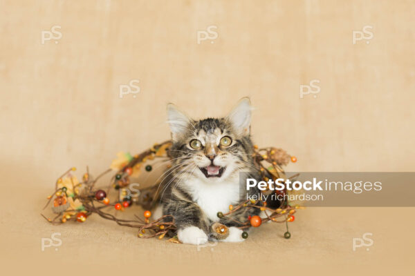 Brown and white tabby Kitten with mouth open talking,  tangled up in fall decoration: fall leaves, pine cones, and berries, burlap brown background.