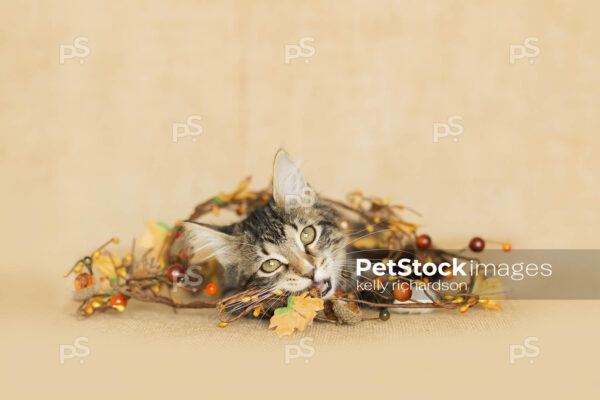 Brown and white tabby Kitten tangled up and chewing on fall decoration: fall leaves, pine cones, and berries, burlap brown background.