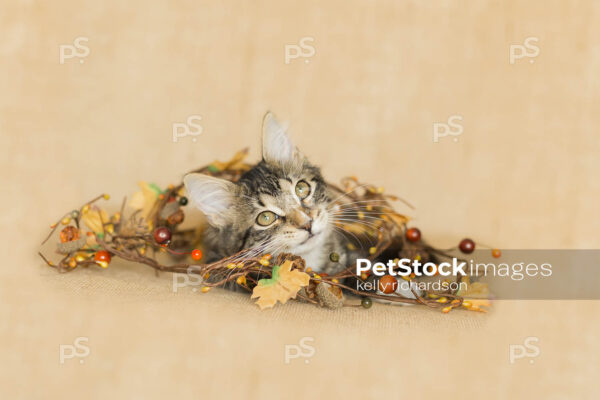 rown and white tabby Kitten tangled up and playing, laying in fall decoration: fall leaves, pine cones, and berries, burlap brown background.