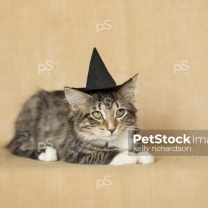 Black and white furry tabby kitten wearing a black witch hat,  burlap brown background.