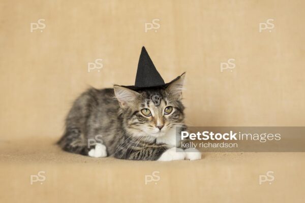 Black and white furry tabby kitten wearing a black witch hat,  burlap brown background.