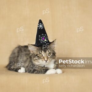 Black and white furry tabby kitten wearing a black witch hat,  burlap brown background.