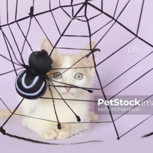 Royalty Free Photo of a tan and white tabby kitten stuck in a Halloween Spider Web Decoration, purple background.