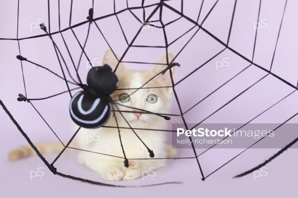 Royalty Free Photo of a tan and white tabby kitten stuck in a Halloween Spider Web Decoration, purple background.