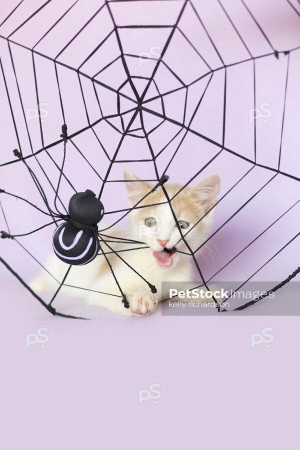 Royalty Free Photo of a tan and white tabby kitten stuck in a Halloween Spider Web Decoration, purple background.