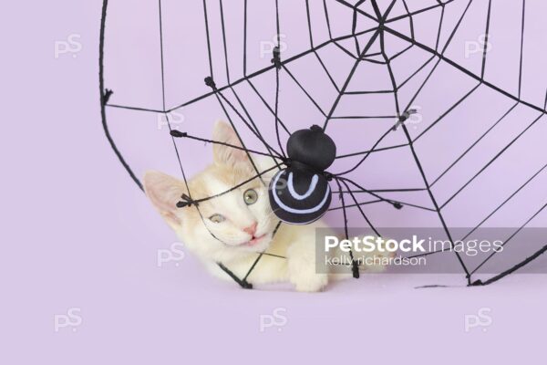 Royalty Free Photo of a tan and white tabby kitten stuck in a Halloween Spider Web Decoration, purple background.