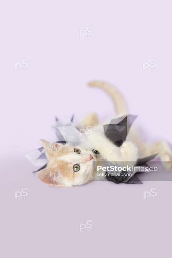 Royalty Free Photo of a tan and white tabby kitten laying, playing with white and black tulle collar, halloween purple background.