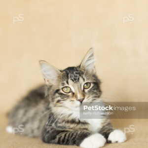 Black and white furry tabby kitten sitting on a burlap brown background.