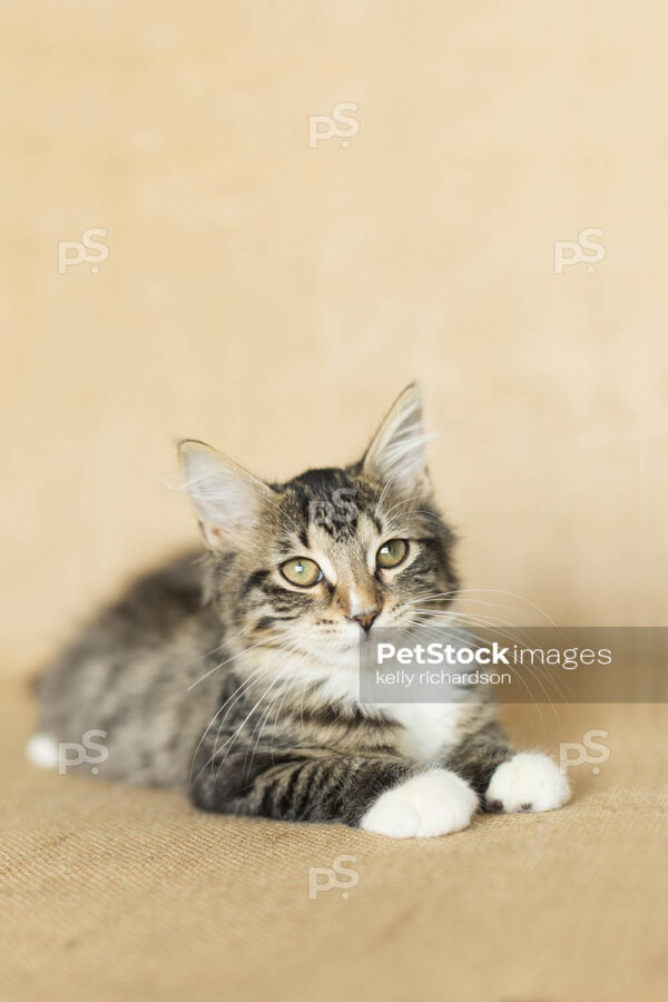 Black and white furry tabby kitten sitting on a burlap brown background.