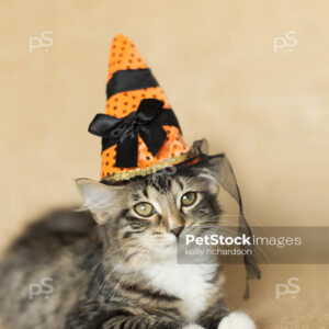 Black and white furry tabby kitten wearing an orange and black striped witch hat, burlap brown background