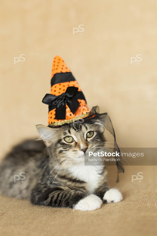 Black and white furry tabby kitten wearing an orange and black striped witch hat, burlap brown background