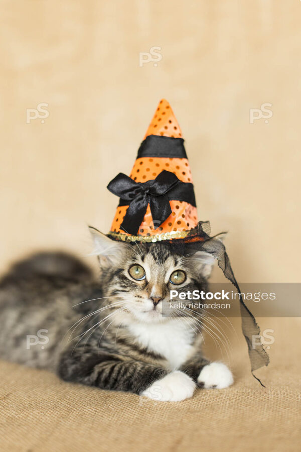 Black and white furry tabby kitten wearing an orange and black striped witch hat, burlap brown background.