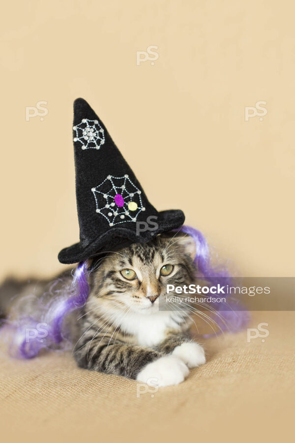 Black and white furry tabby kitten wearing a black spider web witch hat and purple witch hair, burlap brown background.