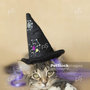 Black and white furry tabby kitten wearing a black spider web witch hat and purple witch hair, burlap brown background.