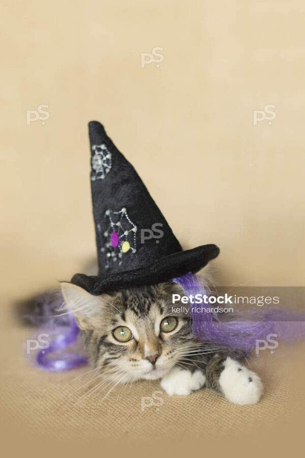 Black and white furry tabby kitten wearing a black spider web witch hat and purple witch hair, burlap brown background.