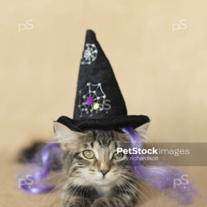 Black and white furry tabby kitten wearing a black spider web witch hat and purple witch hair, burlap brown background.